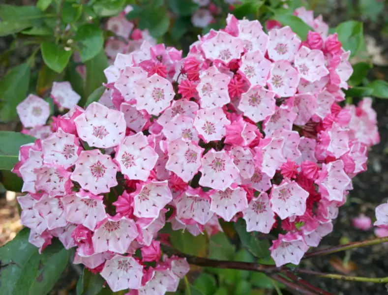 Typical Mountain Laurel Issues