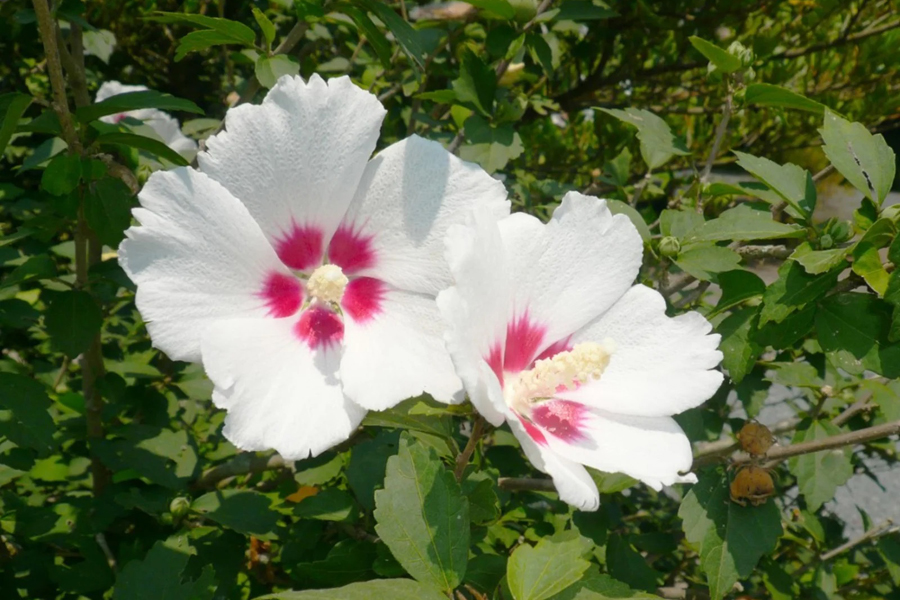 Propagate the rose of Sharon