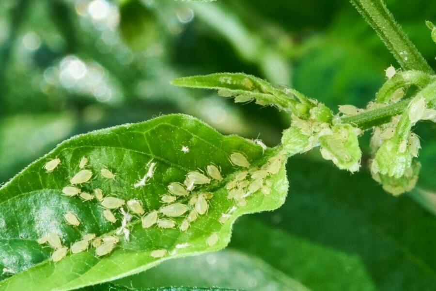 Insecticide Using Soap