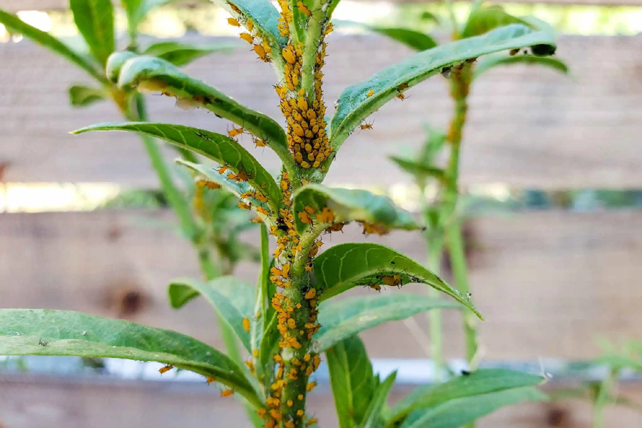 Using Insecticide Soap