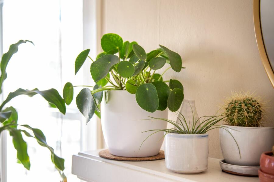 Chinese money plant benefits