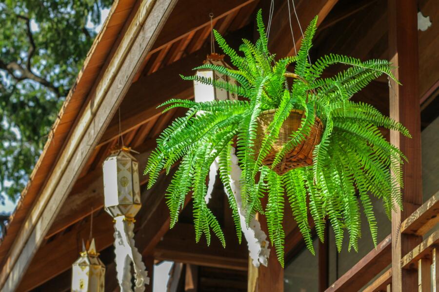 Growing Boston ferns