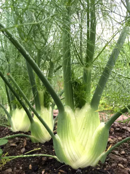 Fennel herb