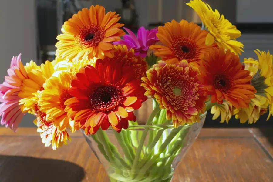 Growing Gerbera Daisies