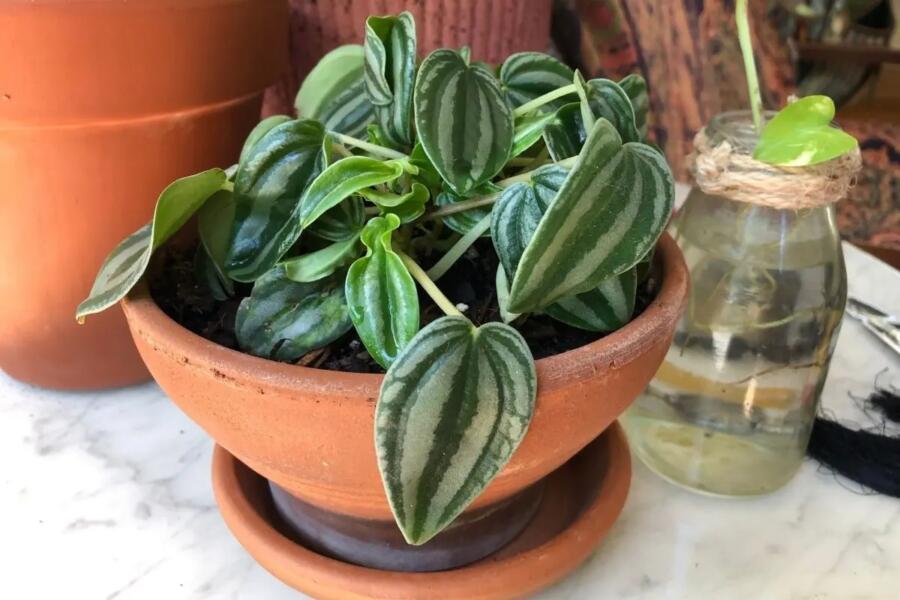 Growing Peperomia