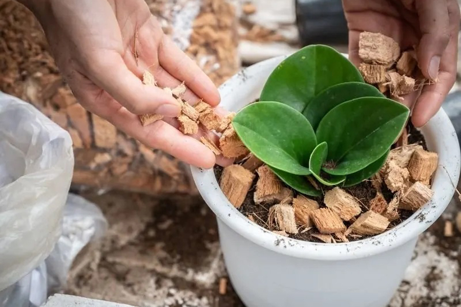 Reseeding and Potting