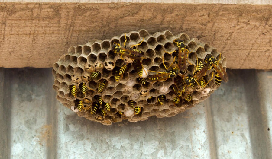 How to get rid of wasps without killing them 