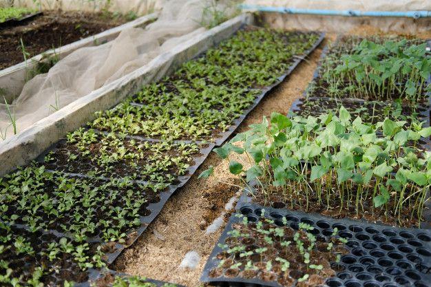 Build A Seedling Nursery