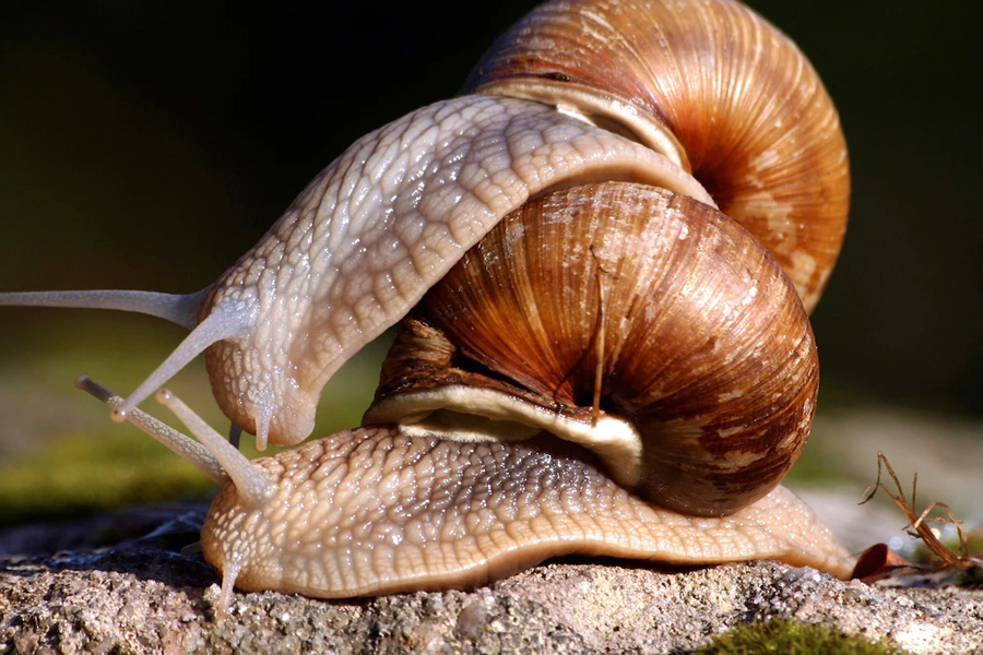 Know About Volcano Snail