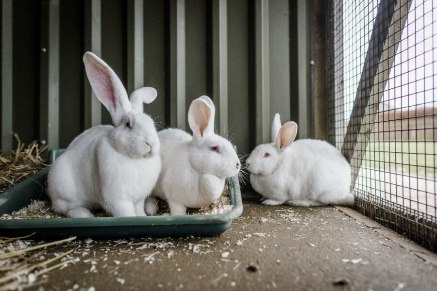 everyone in the household is on board for a rabbit