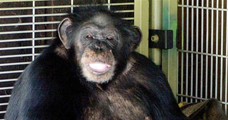 Early Years of Travis The Chimp