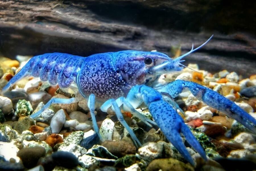 Why are Blue Lobsters Blue