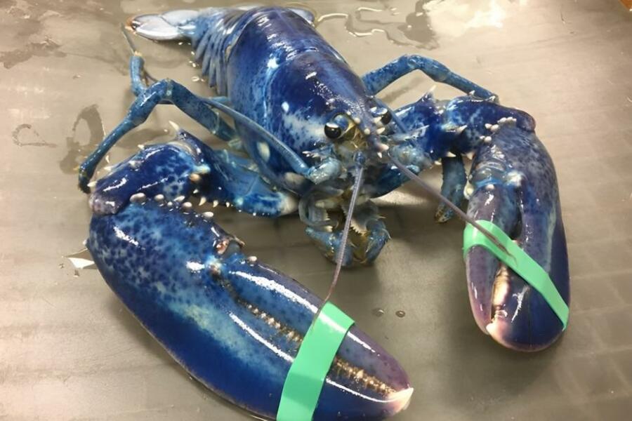 The Worth of Blue Lobsters