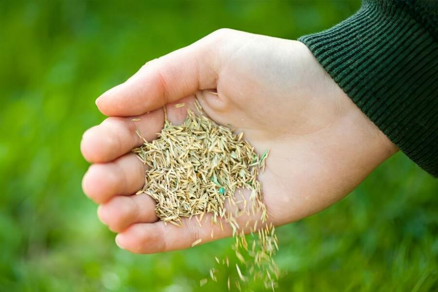 How to Grow Grass Seed