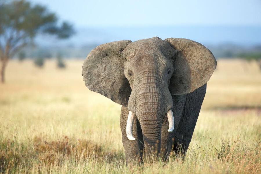 African Elephants