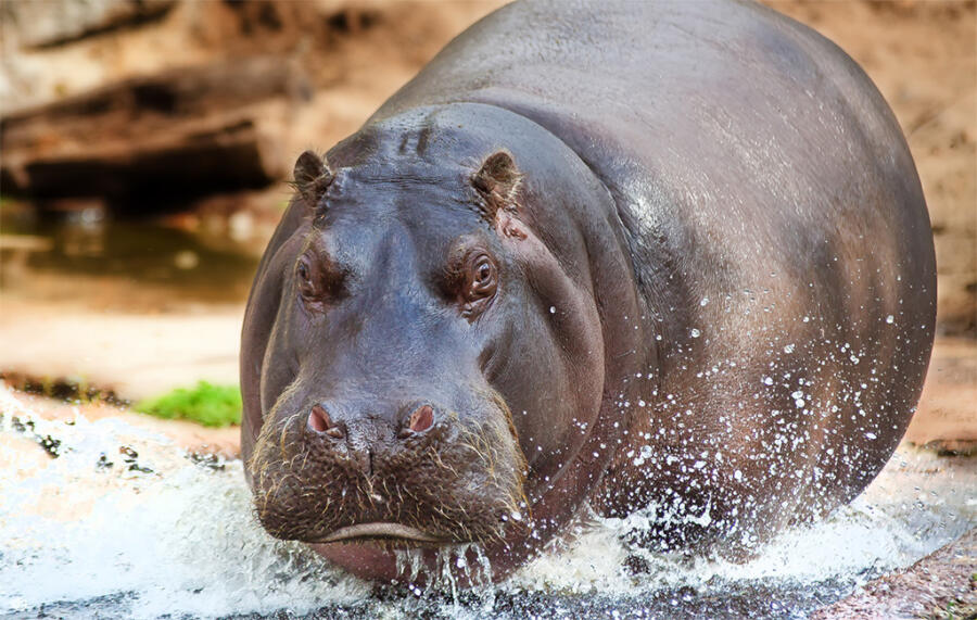 African Hippos