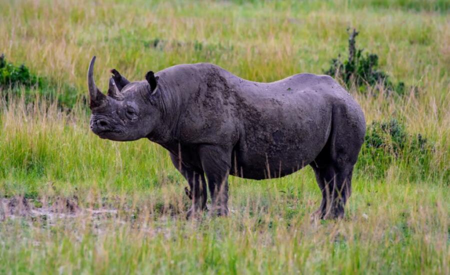 Black Rhinos