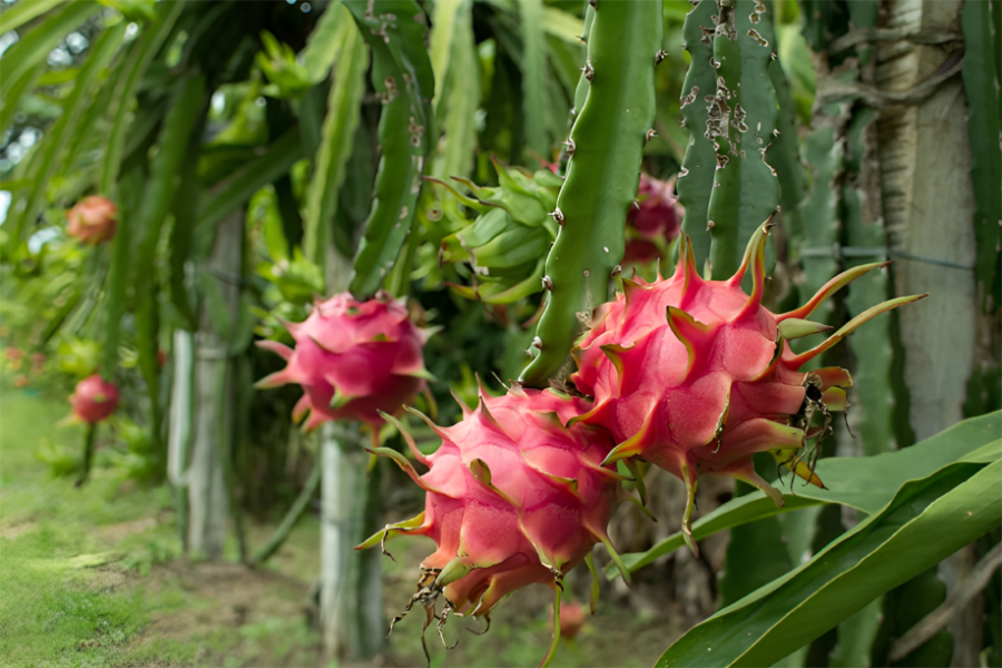 Rich in Magnesium and Potassium - Dragon Fruit