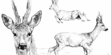 Mediums for Drawing Animals