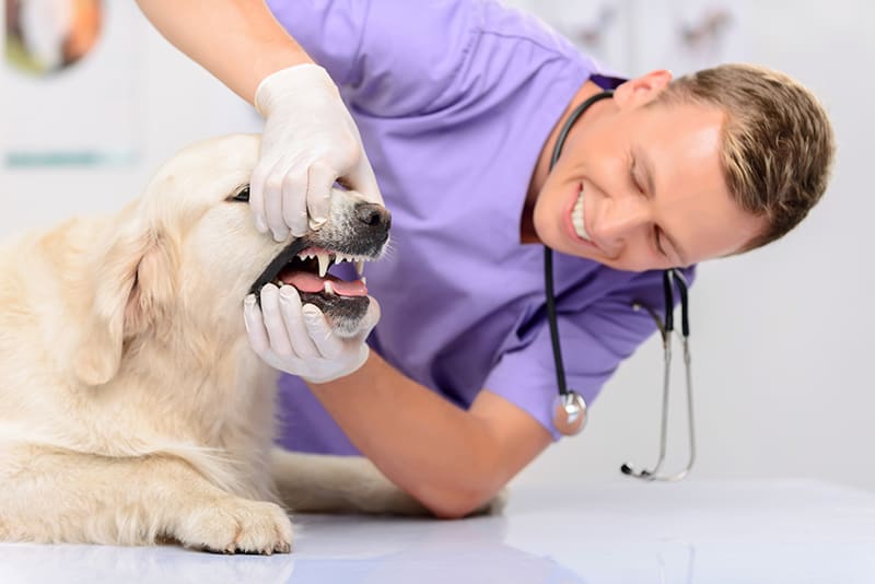 Keeping Up With Your Pet's Annual Checkups