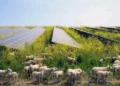 How Solar Panels are Helping Farmers